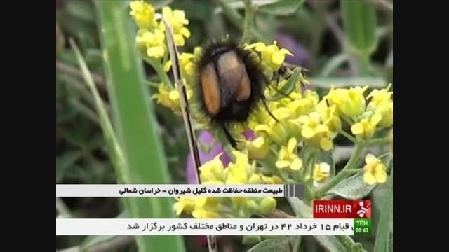 طبیعت منطقه حفاظت شده گلیل شیروان - خراسان شمالی