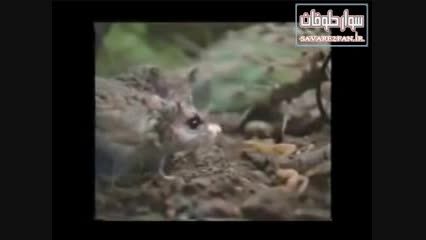 کشته شدن عقرب توسط موش پس از جدالی نفس گیر
