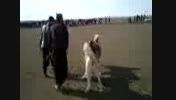 مبارزه سگ شیشوانی با سگ حسن دیبا در شیشوان