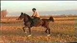 اسب امپراطور اردبیل 2
