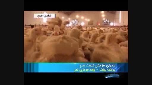 ماجرای افزایش قیمت مرغ