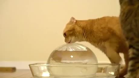همانا گربه از آب بدش میاد