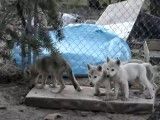 بچه گرگهای خاکستری