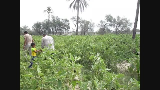 برداشت محصولات کشاورزی  توسط کشاورزان روستای گورزانگ