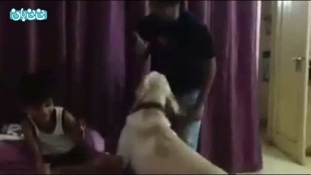 سگی که با کودک آزاری مبارزه می کند!