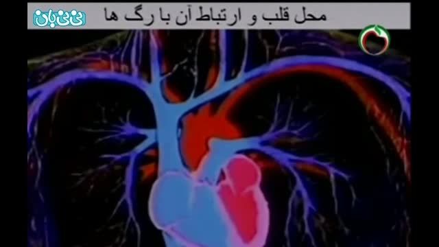 ساختار و عملکرد قلب چگونه است؟