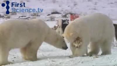 بازی سگ ها و خرس قطبی در طبیعت