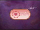 Bacterial Spore Formation Animation Video