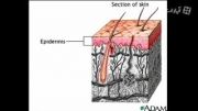 Components of skin