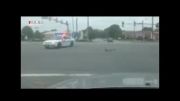 فیلم/ احترام پلیس به حیوانات هنگام عبور از چهارراه