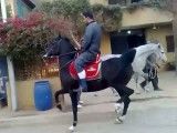 سواری زیبای اسب