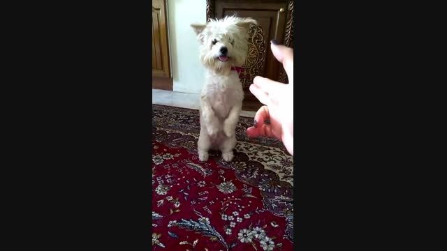 اینم سگ آموزش دیده ایرانی خخخ