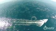 فیلمی فوق العاده از مهاجرت زیبای دلفین ها