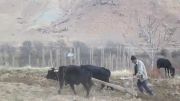 شخم زدن زمین زراعی به روش سنتی با گاو آهن