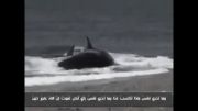 بلعیدن یک انسان توسط نهنگ