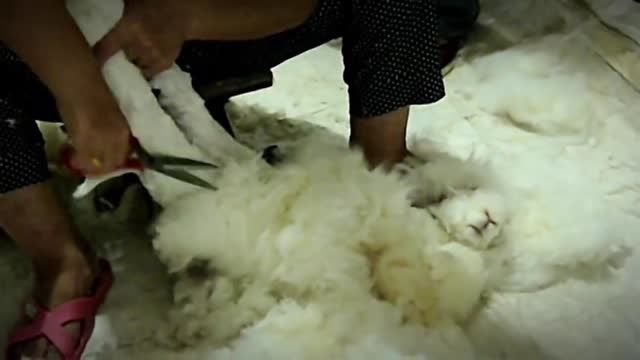 ?Do You Know Where Angora Wool Comes From