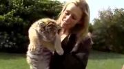 لایگر،بزرگترین گربه جهان(پدر شیر،مادر ببر)