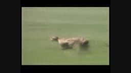 فیلمی بی نظیر از طبیعت,سرعت 110 کیلومتری حمله پلنگ
