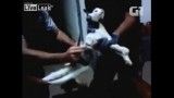 دستگیری گربه قاچاقچی