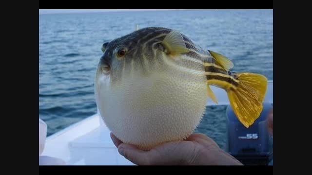 ماهی عجیب وغریب!!