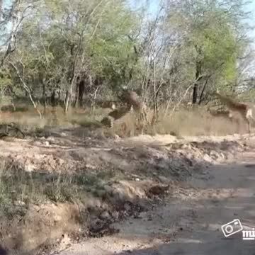شکارجالب یوزپلنگ