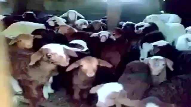 گوسفند های باحال کوچک
