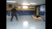 آموزش دادن سگ پلیس
