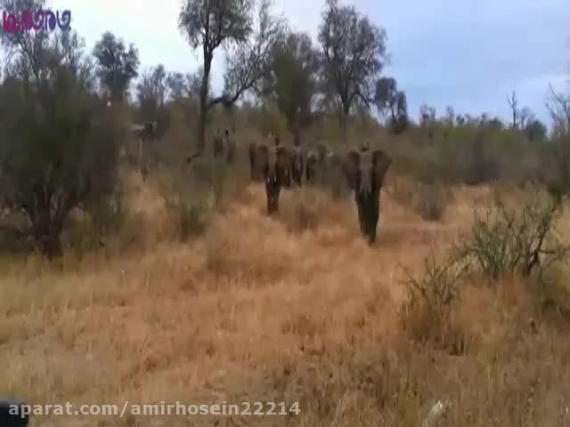 حمله فیل به فیلمبردار