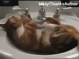 گربه های خنده دار در آب