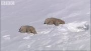 بیدار شدن خرسهای قطبی از خواب زمستانی