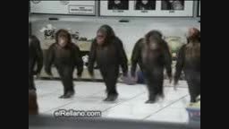 رقص میمون -1