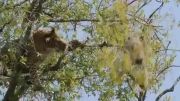تلاش پلنگ برای شکار بچه میمون