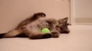 بازی گربه با توپ