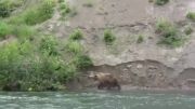 حمله عقاب به خرس