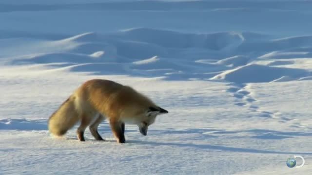 Bestiwall.com - روباهی که برای شکار در برف شیرجه می زند