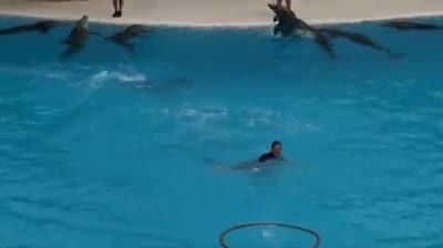 رژه دلفینها