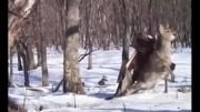 شکار گوزن توسط عقاب قهوه ای در روسیه