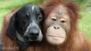 عشق و دوستی بین حیوانات..:)