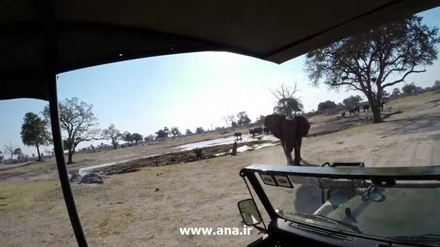 حمله فیل عصبانی به خودرو توریست ها