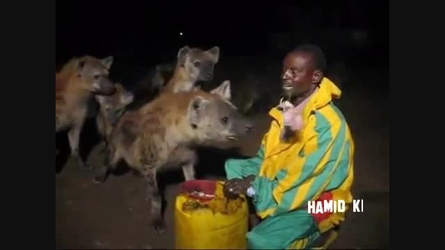 غذا دادن به کفتارها با دهن توسط مرد آفریقایی