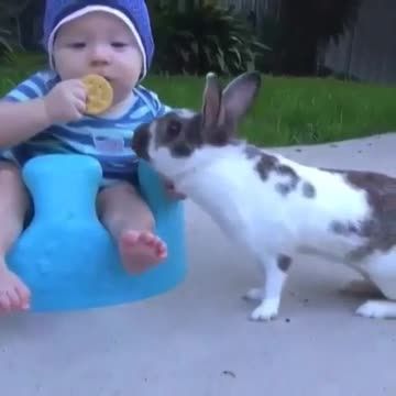خرگوش بیسکویت دزد
