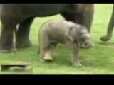 مشکل بچه فیل با خرطومش
