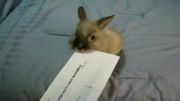 خرگوش نامه باز کن