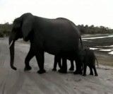 عطسه فیل دیدی؟