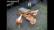اختراع جالب برای مرغ ها