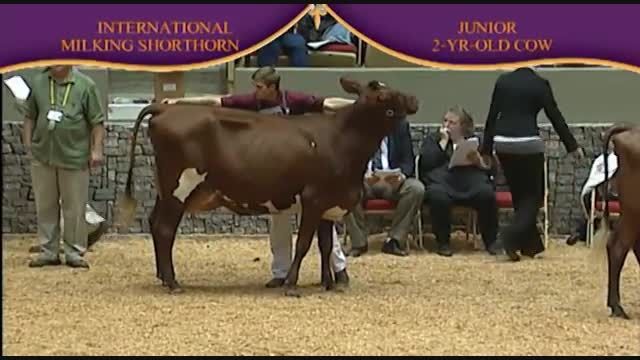 International Dairy Shorthorn Show 2010 , 2 Years old