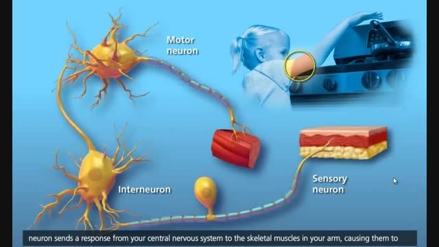فرآیند انتقال عصبی : عصب مکانیسم ضربه مولکولی(3D)