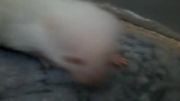 بچه همستر سفید