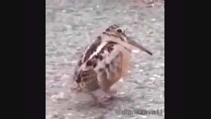 رقص پرنده