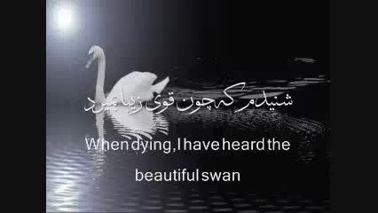 قوی زیبا   beautiful swan